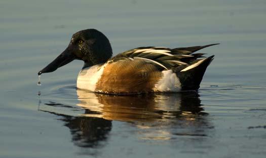 1-23-2008-heron-shovelers-snow-geese_6379copy1.jpg