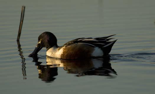 1-23-2008-heron-shovelers-snow-geese_6387copy1.jpg