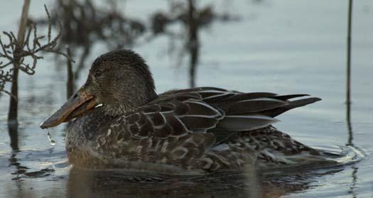 1-23-2008-heron-shovelers-snow-geese_6423copy1.jpg