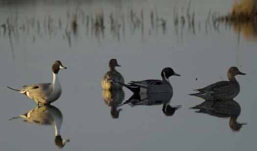 1-31-2008-icy-creek-pintail-heron-blackbird-fowler_6955copy1.jpg