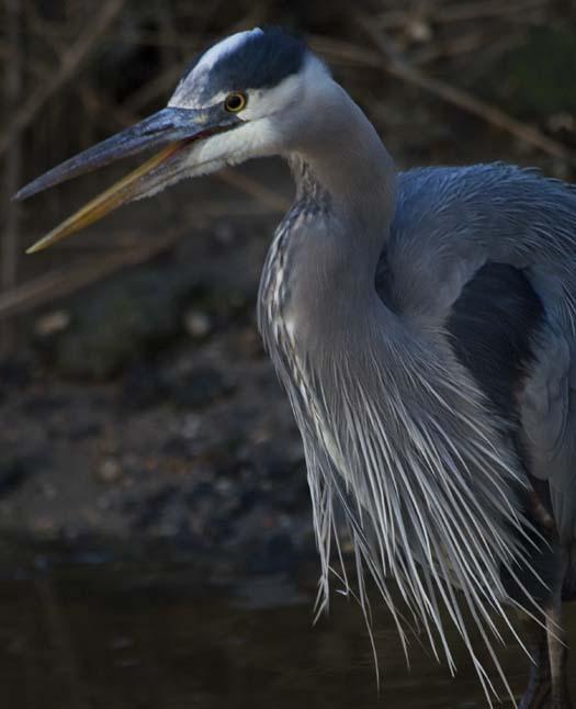 1-31-2008-icy-creek-pintail-heron-blackbird-fowler_7190copy1.jpg