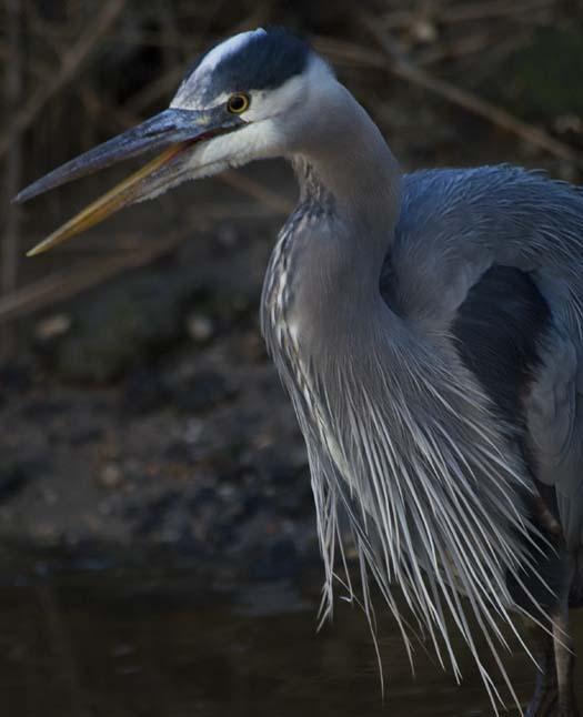 1-31-2008-icy-creek-pintail-heron-blackbird-fowler_7190copy1.jpg