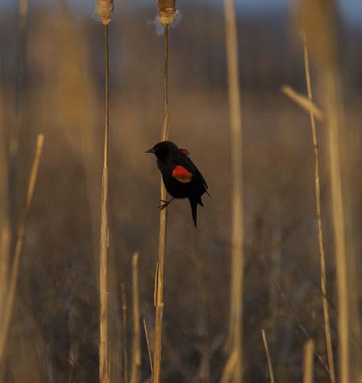 2-9-2008-marsh-sunrise-fowler-red-wing-bb-sunset_8551copy1.jpg