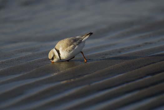 20080330_piping-plover-3-30-2008_1040.jpg