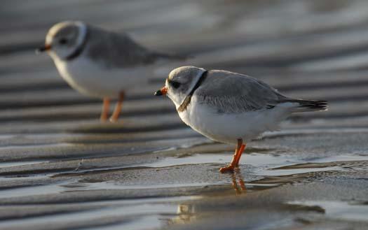 20080330_piping-plover-3-30-2008_1076.jpg