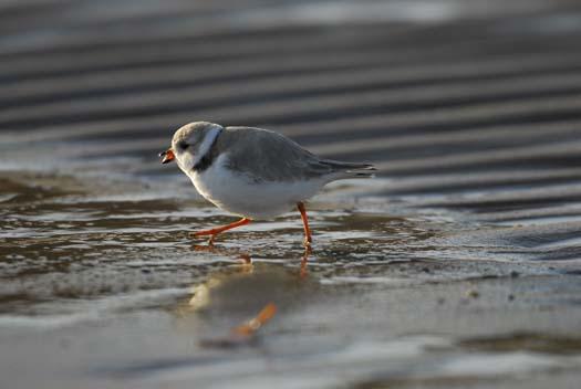 20080330_piping-plover-3-30-2008_1081.jpg