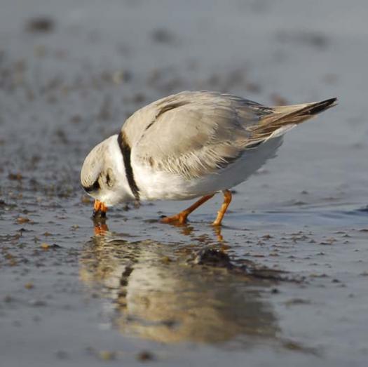 20080330_piping-plover-3-30-2008_1352.jpg