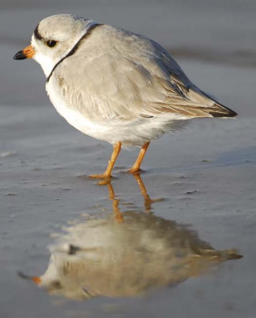 20080330_piping-plover-3-30-2008_1424.jpg