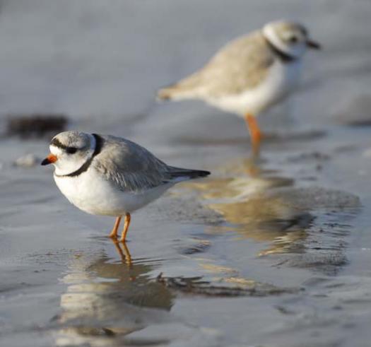 20080330_piping-plover-3-30-2008_1431.jpg