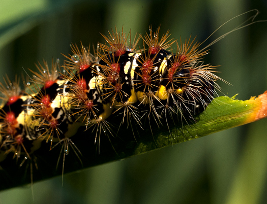 Caterpillar. Dragonflies 6.25.1