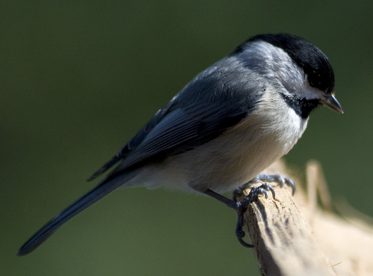 Chickadee 2.27.2010_022710_2607