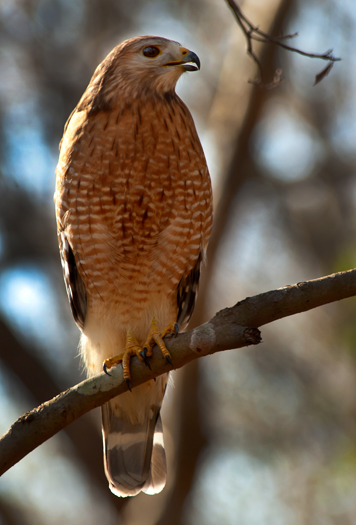 I found this Red-shouldered Hawk in North Carolina last week posing patiently as I captured a nice portrait. 