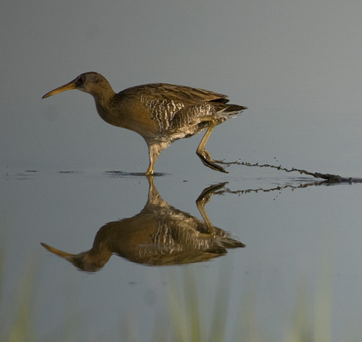 Clapper Rails at Fowler Beach a.m. 5.26