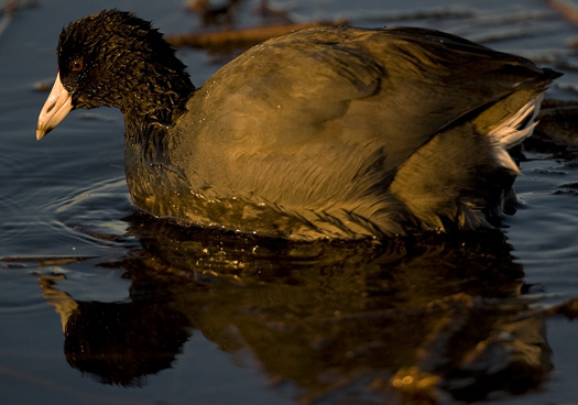 Coots 12.27.2009_122709_8654