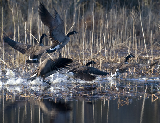 Coots and Canada Geese 12.27.2009_122709_8450.1