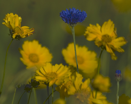 Coreopsis 5-27-2009_052709_0633