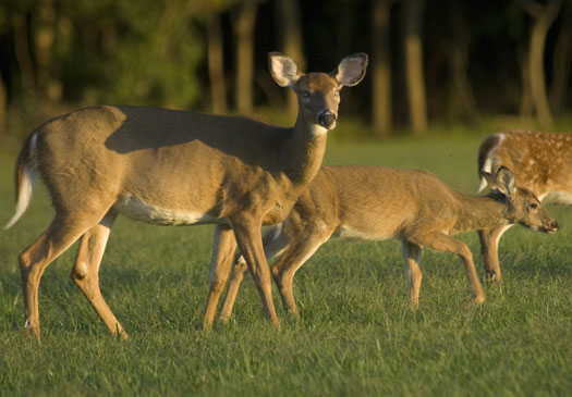 Deer Cape H 2.29.2009_092909_6836