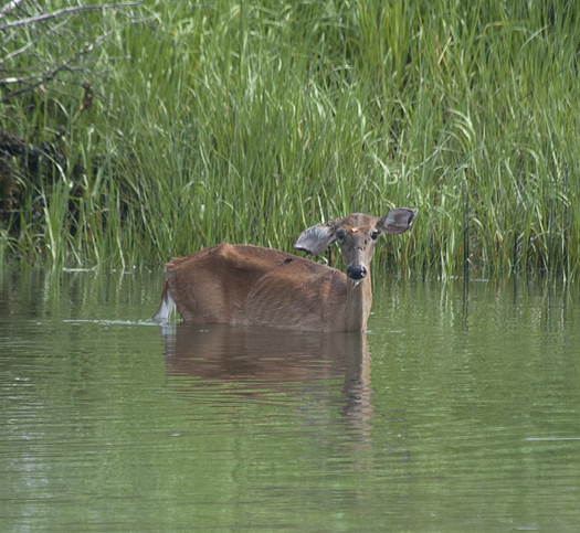 Deer in LR Canal. Kevin in Gallery 6.22.1