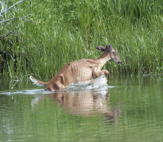 Deer in LR Canal. Kevin in Gallery 6.22.2