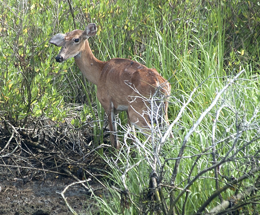 Deer in LR Canal. Kevin in Gallery 6.22.3