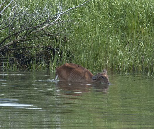 Deer in LR Canal. Kevin in Gallery 6.22