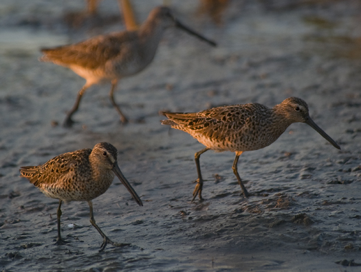 Dowitcher 5.5.2010_050510_8439