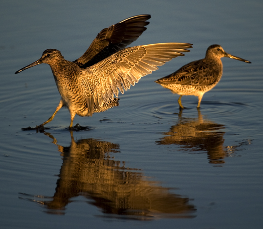 Dowitchers Fowlers 5.15.2010_051510_9784