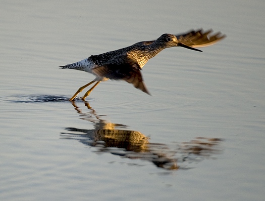 Dowitchers Fowlers 5.15.2010_051510_9827