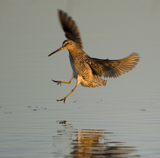 Dowitchers Fowlers 5.15.2010_051510_9836