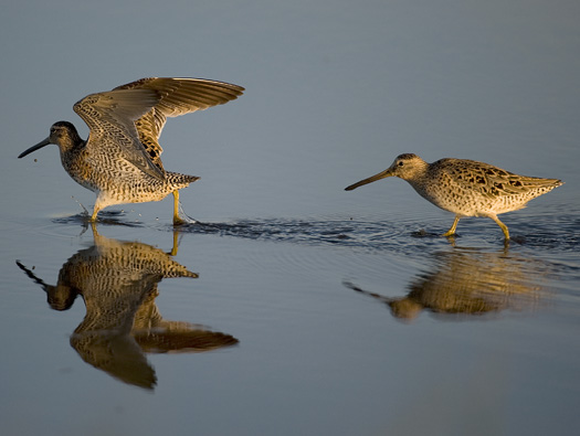 Dowitchers.Gulls.Fowler.5.16.2010_051610_0276