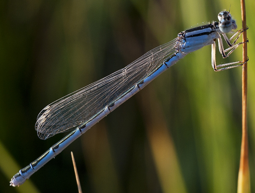 Dragonflies 7.25