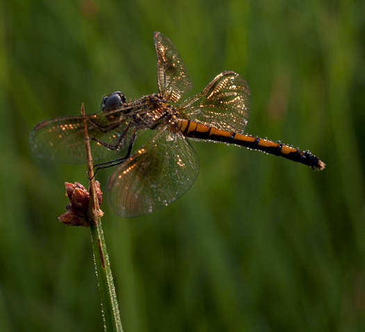 Dragonflies. Caterpillar 6.26
