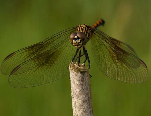 Dragonflies. Caterpillar 6.26