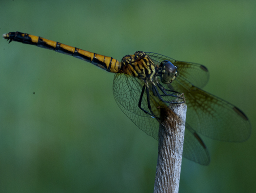 Dragonflies. Caterpillar 6.26