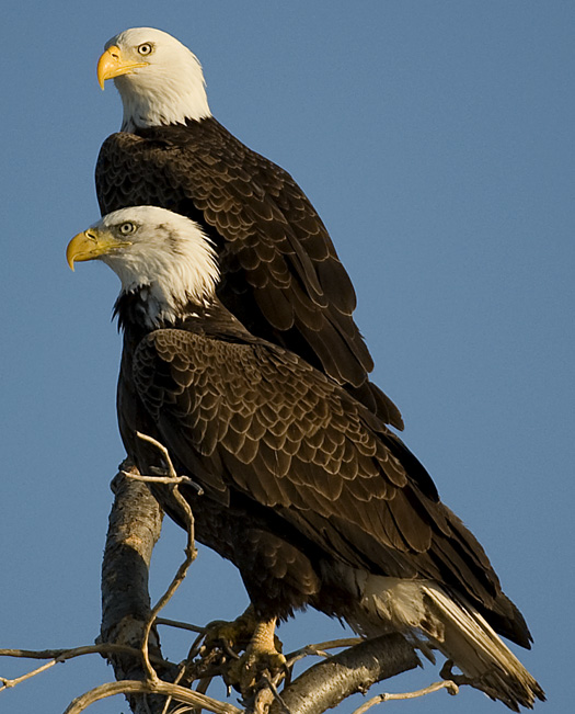 Eagles 2.21.2010_022110_2154