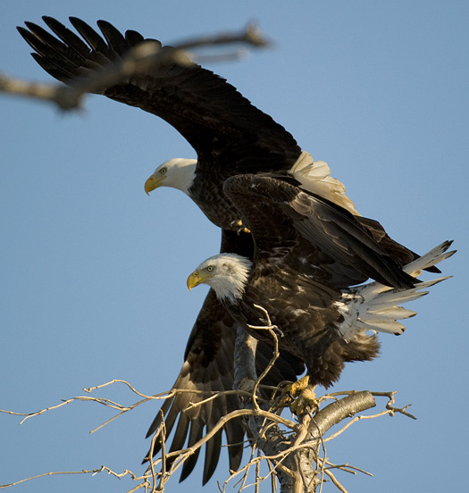 Eagles 2.21.2010_022110_2171