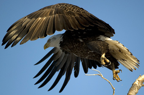 Eagles 2.21.2010_022110_2232.1