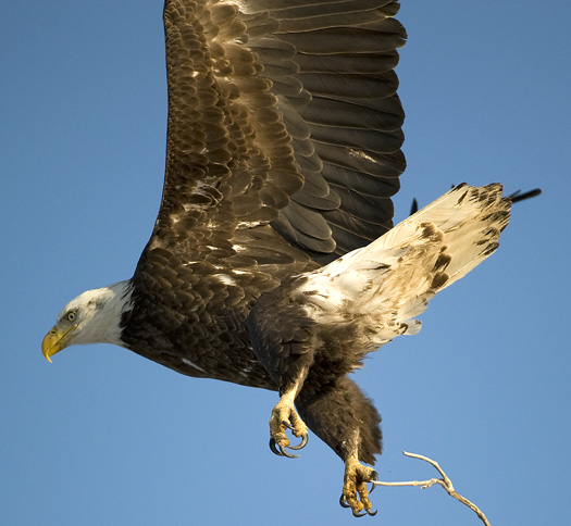 Eagles 2.21.2010_022110_2233