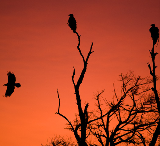 Eagles Sunrise 12.30.2009_123009_9062