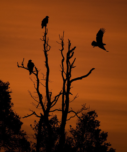 Eagles Sunrise 12.30.2009_123009_9110