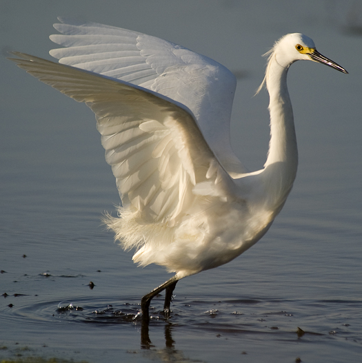 Egret Prime Hook 5.6.2010_050610_8671