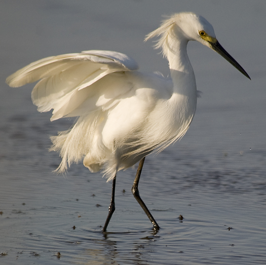 Egret Prime Hook 5.6.2010_050610_8681