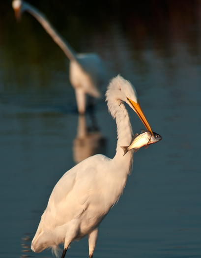 Egrets Etc. Prime Hook 8.4.2012_8822