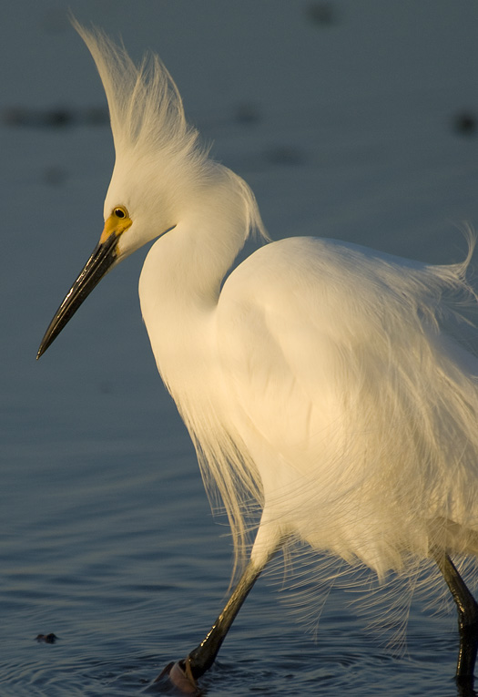 Egrets Fishing24-16-2009_041609_7349