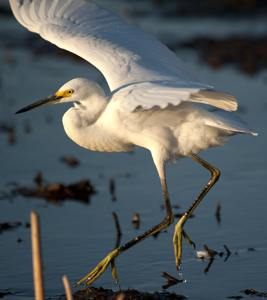 Egrets Prime Hook 9.6