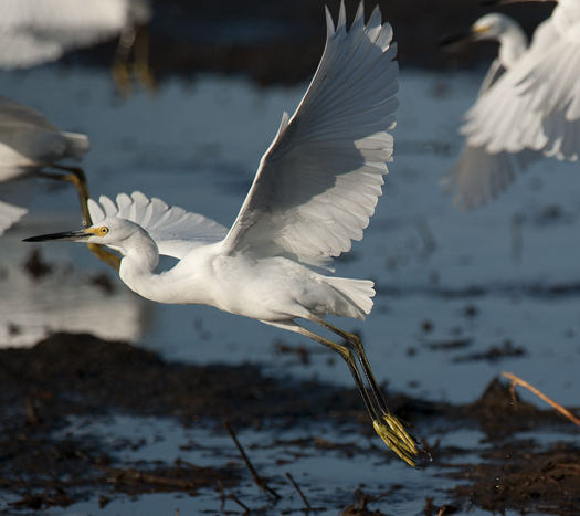 Egrets Prime Hook 9.6