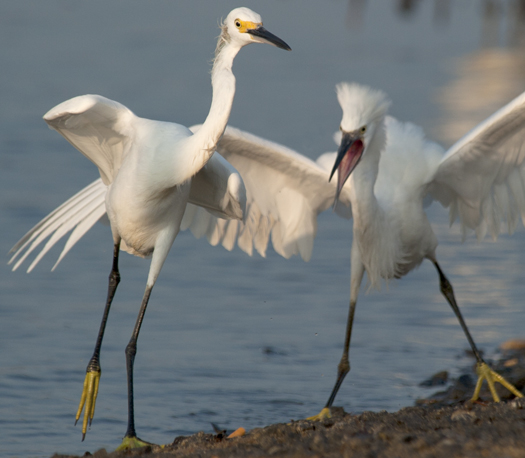 Egrets Terns Prime Hook 8.17.1