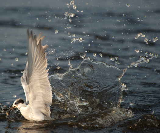Egrets Terns Prime Hook 8.17