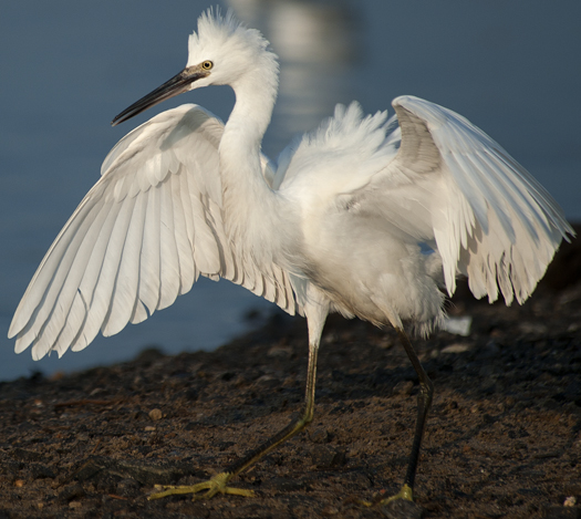 Egrets Terns Prime Hook 8.17