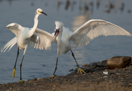 Egrets Terns Prime Hook 8.17